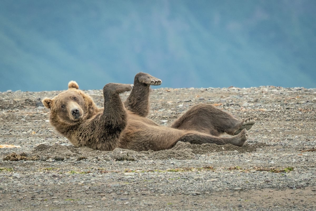 12-photos-d-animaux-tr-s-dr-les-et-amusantes-s-lectionn-es-au-concours